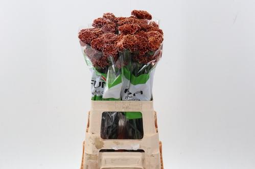 Dianthus standaard kleurbehandeld H%