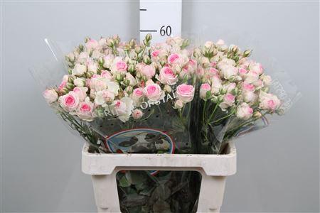 Rosa tros Mimi Eden
