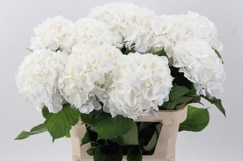 Hydrangea macrophylla Noordpool