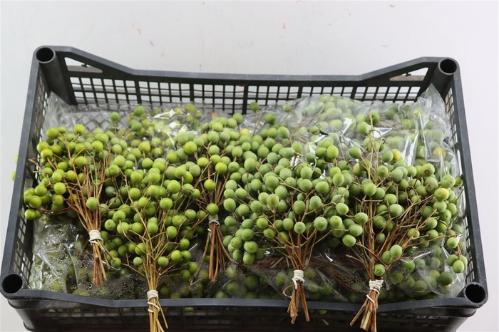 Viburnum per tak overig met bes