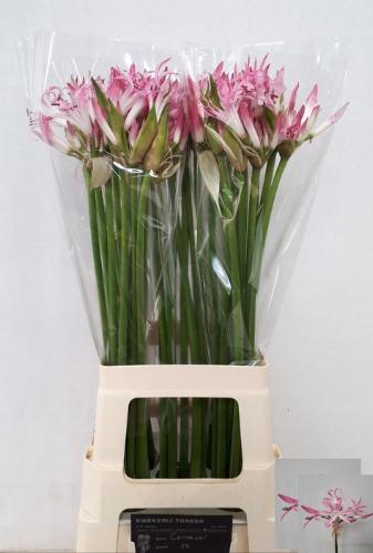 Nerine bowdenii 'Carnaval'