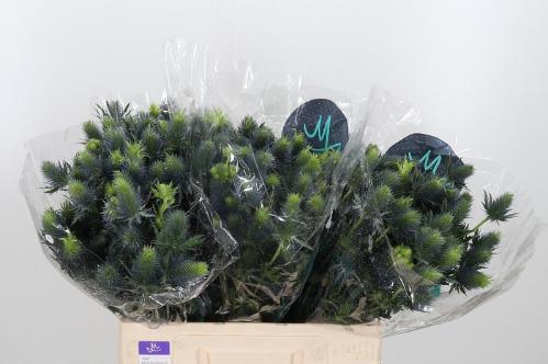 Eryngium Supernova Questar