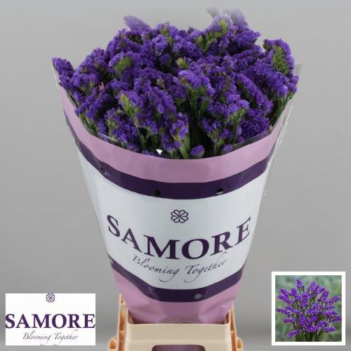 Limonium sinuatum Acqua Sun Birds