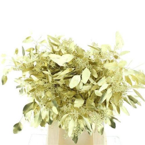 Eucalyptus polyanthemos (fruit) kleurbehandeld per bos H%