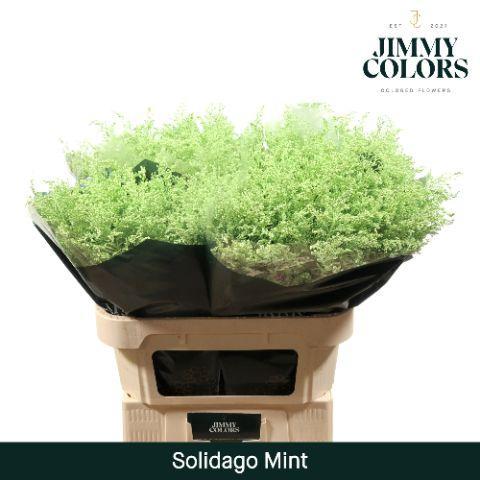 Solidago kleurbehandeld H%
