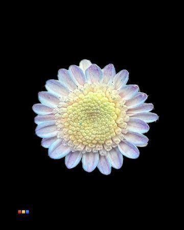 Chrysanthemum Indicum Grp tros kas kleurbehandeld H%
