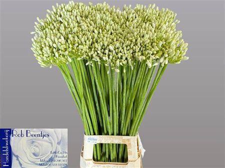Agapanthus 'White Grace'
