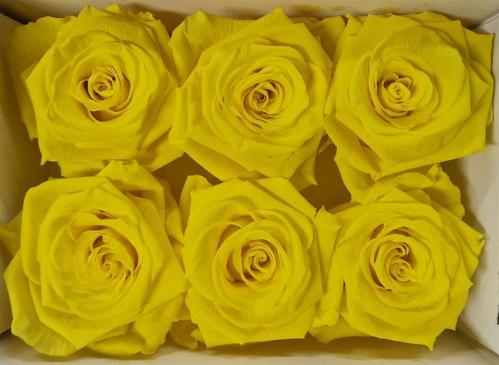 Rosa grootbloemig kleurbehandeld H%