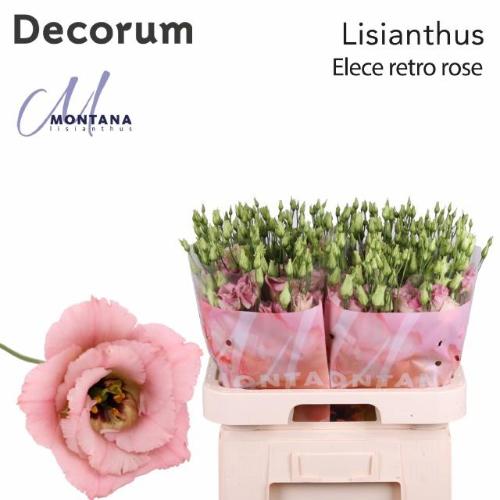 Eustoma russellianum gevuldbloemig 'Elece Retro Rose'