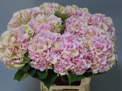 Hydrangea macrophylla 'Verena' (classic)