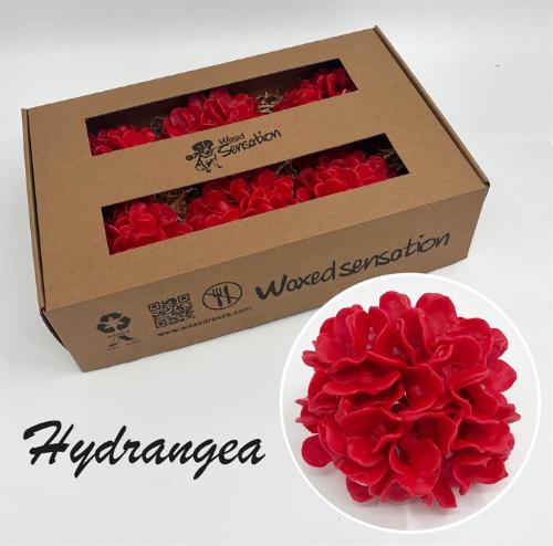 Hydrangea overig kleurbehandeld H%