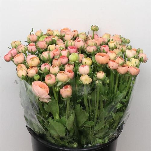 Ranunculus asiaticus 'Elegance Salmon'