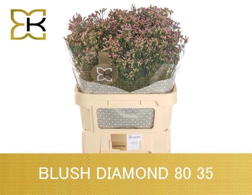 Limonium sinensis Blush Diamond