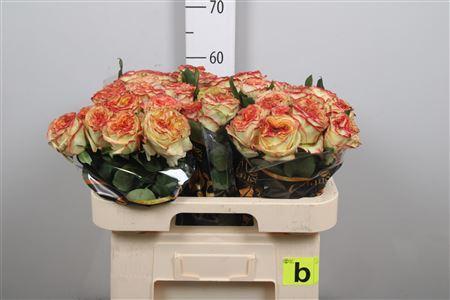 Rosa grootbloemig Aruba Summerhouse