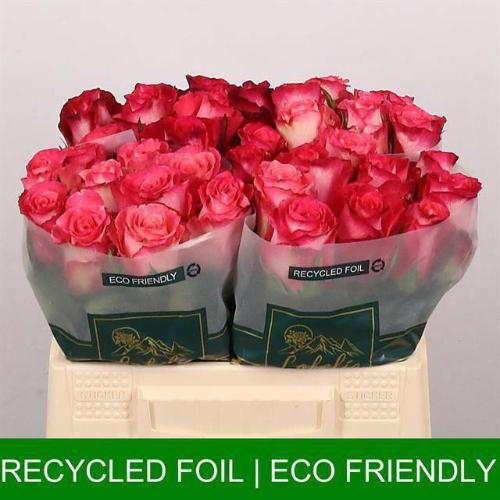 Rosa grootbloemig Nicoletta