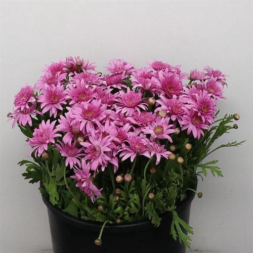 Leucanthemum Superbum Grp 'Becky'