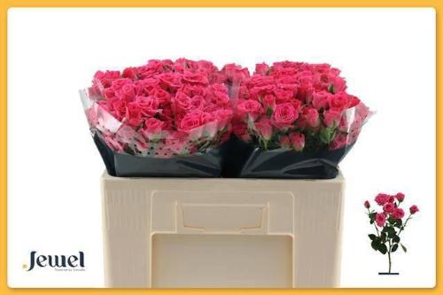 Rosa tros Lovely Lydia