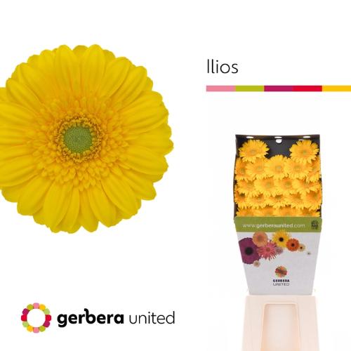 Gerbera mini Ilios
