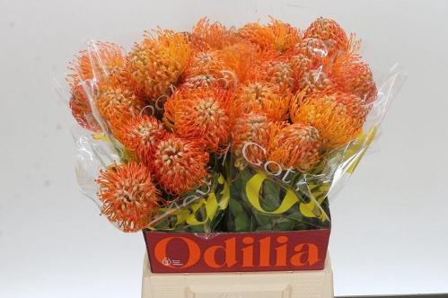 Leucospermum 'Jelena'