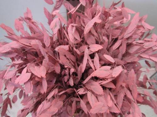 Siergras kleurbehandeld H%