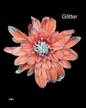 Chrysanthemum Indicum Grp tros kas kleurbehandeld H%