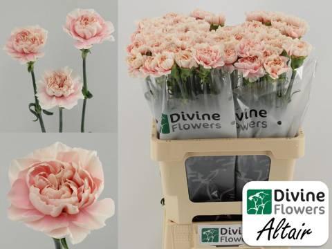 Dianthus standaard Altair