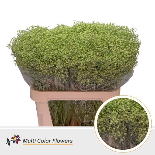 Gypsophila overig kleurbehandeld H%