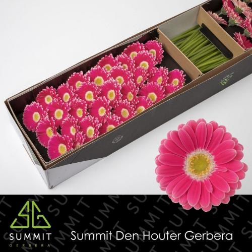 Gerbera mini Twiggy
