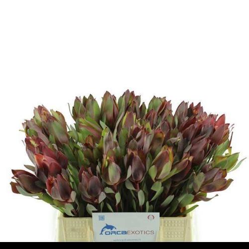 Leucadendron 'Senorita'