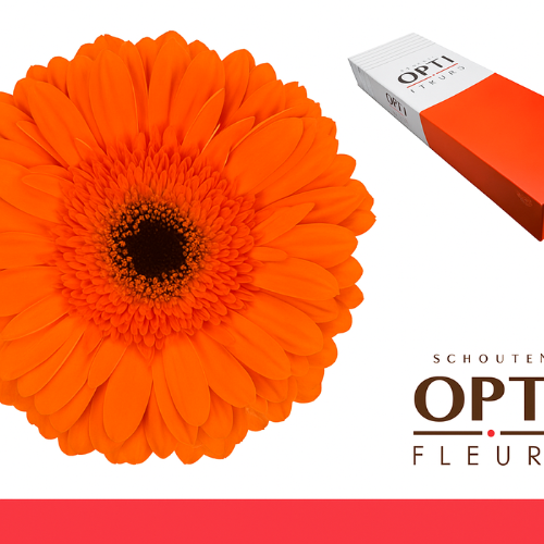 Gerbera grootbloemig 'Capella'