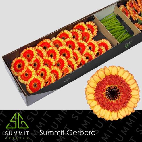 Gerbera mini Decora