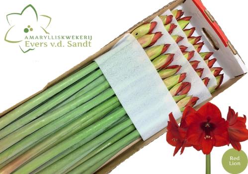 Hippeastrum Galaxy Grp 'Red Lion'