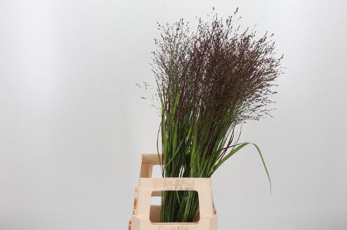 Panicum virgatum 'Warrior'