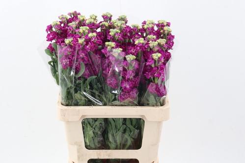 Matthiola incana 'Phantom Red'