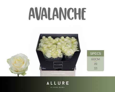 Rosa grootbloemig Avalanche+