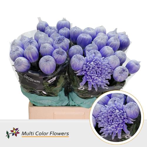 Chrysanthemum (Indicum Grp) geplozen Antonov kleurbehandeld H%