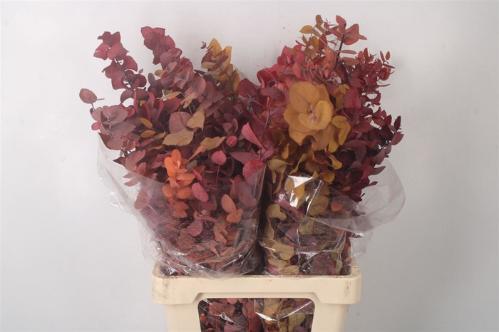 Eucalyptus polyanthemos (fruit) kleurbehandeld per bos H%
