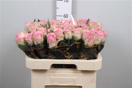 Rosa grootbloemig Brigitte Bardot