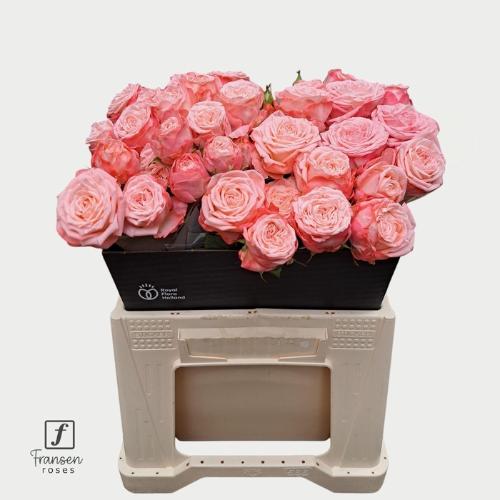 Rosa tros First Date