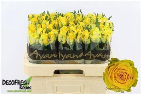 Rosa grootbloemig Golden Smile