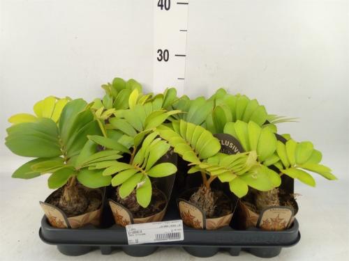 Overig planten 6%