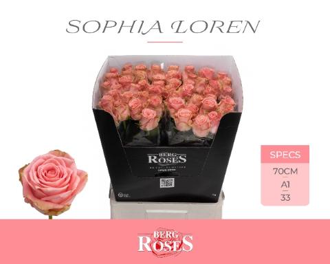 Rosa grootbloemig Sophia Loren