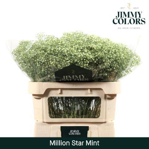 Gypsophila overig kleurbehandeld H%