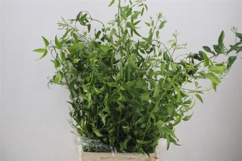Decoratiegroen overig per bos