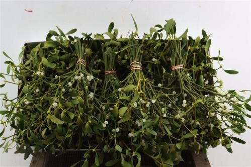 Viscum album per bos