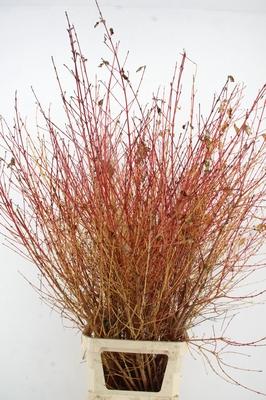 Cornus sanguinea 'Winter Beauty'