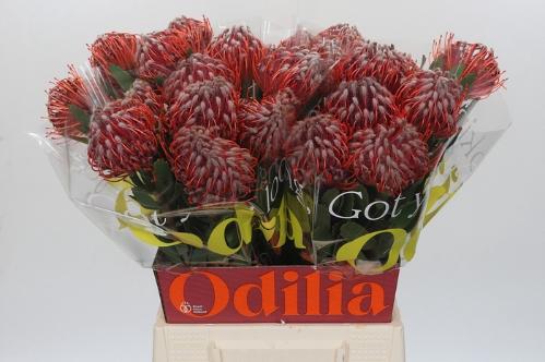 Leucospermum 'Scarlet Ribbon'