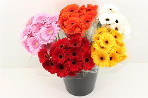 Gerbera mini overig