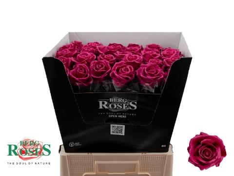 Rosa grootbloemig gewaxt H%