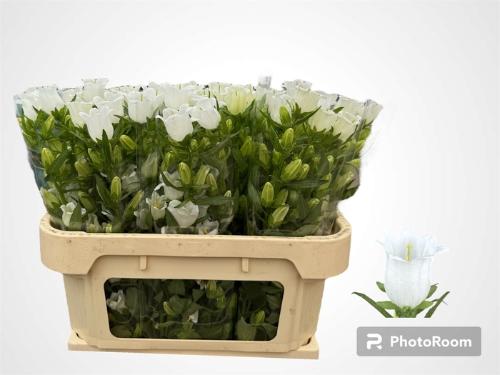 Campanula medium 'Champion White'
